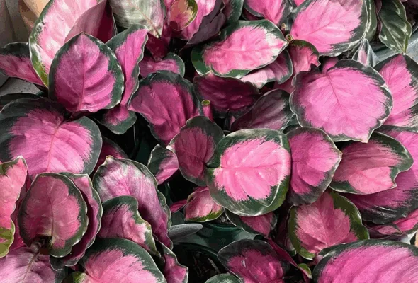 Você já viu plantas com folhas rosas? Conheça 15 espécies únicas