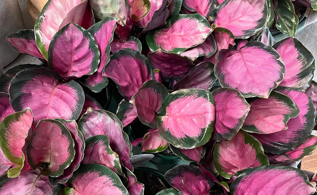 Você já viu plantas com folhas rosas? Conheça 15 espécies únicas