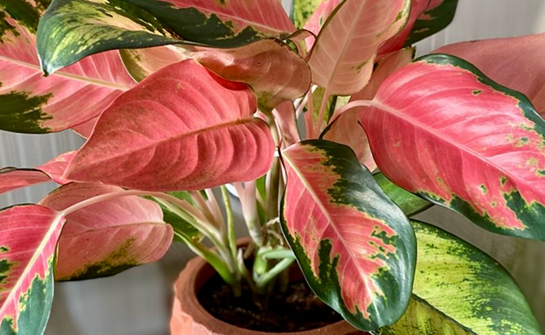 Foto de plantas com folhas rosas 01 - 1