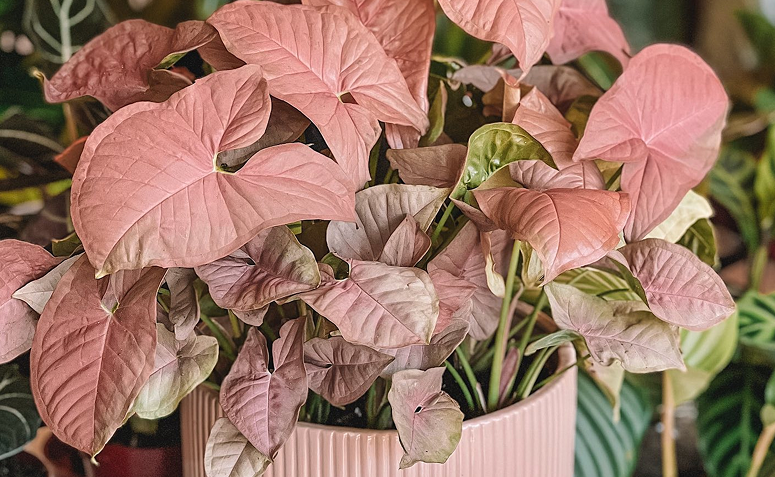 Foto de plantas com folhas rosas 02 - 2
