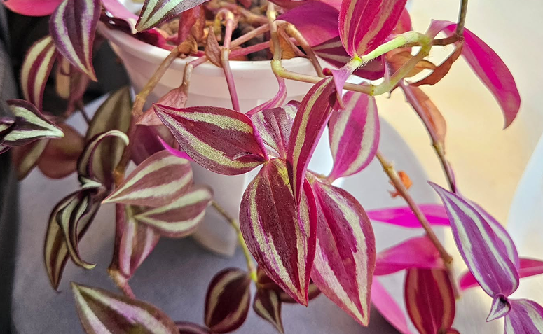 Foto de plantas com folhas rosas 04 - 4