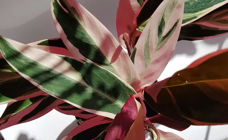 Foto de plantas com folhas rosas 06 - 6
