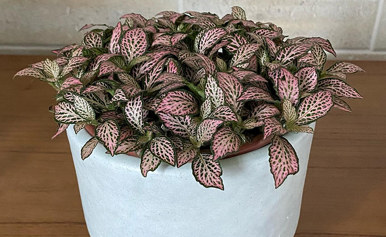 Foto de plantas com folhas rosas 07 - 8