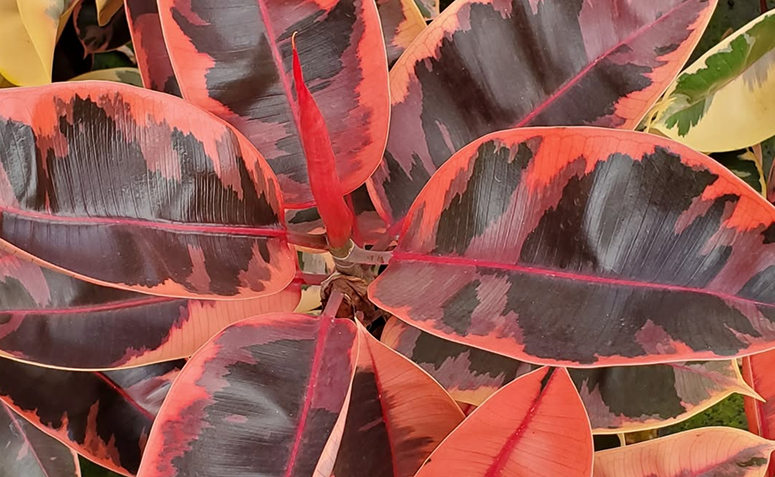 Foto de plantas com folhas rosas 10 - 11