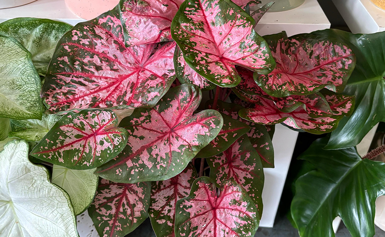 Foto de plantas com folhas rosas 11 - 12