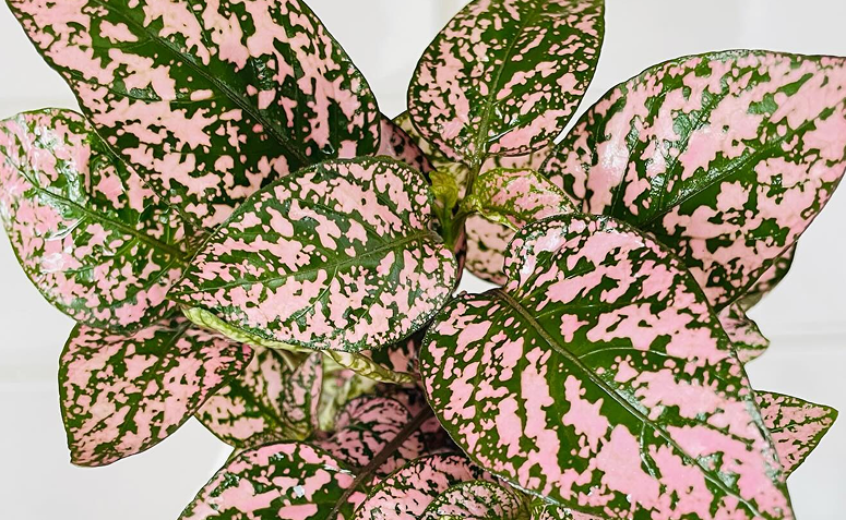 Foto de plantas com folhas rosas 12 - 16