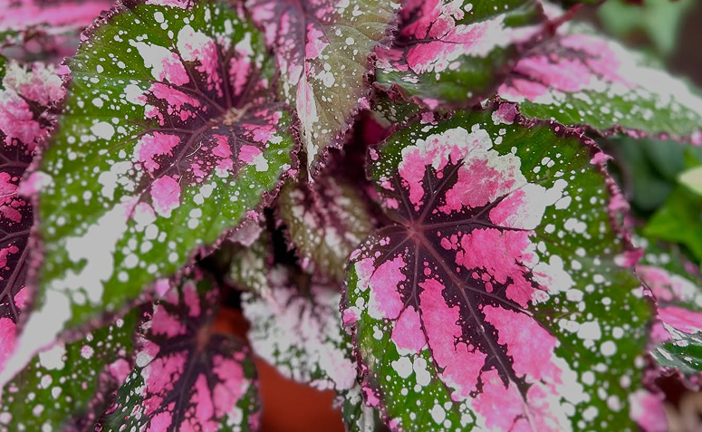 Foto de plantas com folhas rosas 13 - 17
