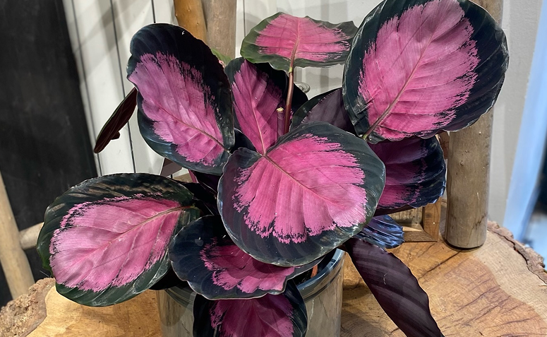 Foto de plantas com folhas rosas 15 - 7
