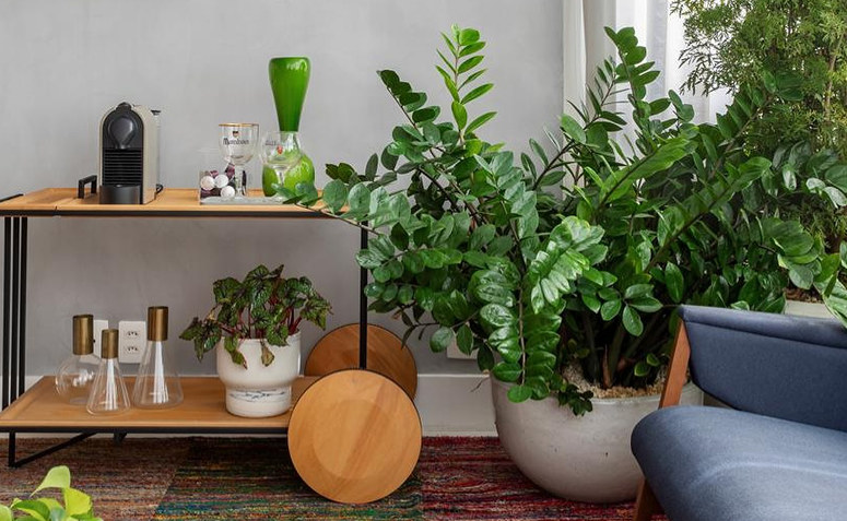 Foto de plantas para ambientes com ar condicionado 010 1 - 6