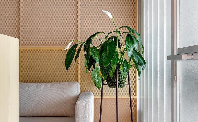Foto de plantas para ambientes com ar condicionado 02 - 2