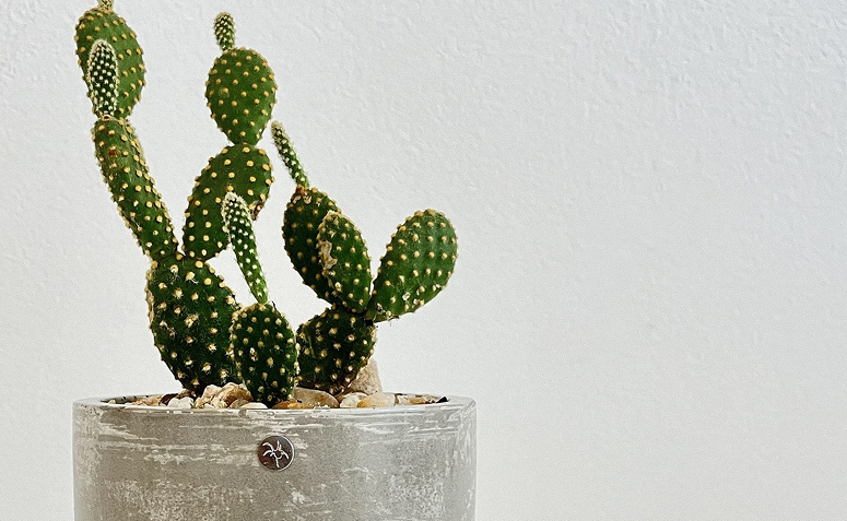 Foto de plantas para ambientes com ar condicionado 08 - 8