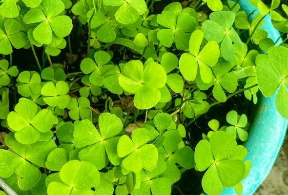 Cultivar sorte? Veja como plantar o trevo de quatro folhas em casa