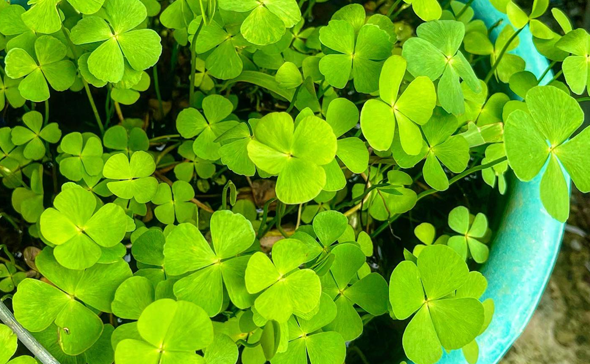 Cultivar sorte? Veja como plantar o trevo de quatro folhas em casa