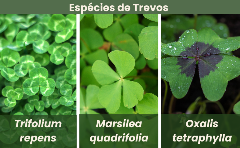 Três espécies de trevo de quatro folhas lado a lado: Trifolium repens, Marsilea quadrifolia e Oxalis tetraphylla