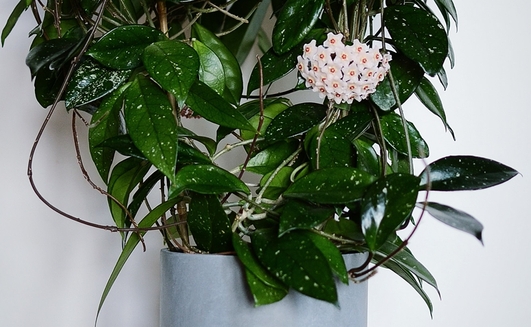 vaso com flor-de-cera dentro de casa.