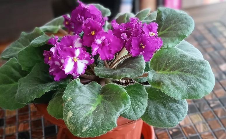 violeta em vaso pequeno na decoração.