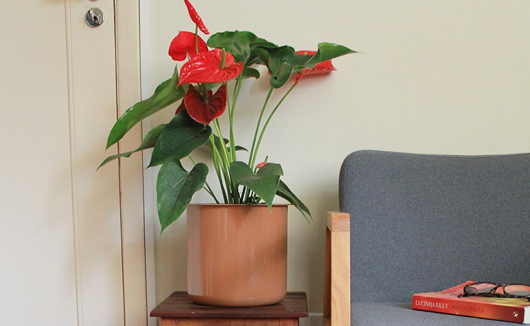 antúrio vermelho em vaso ao lado do sofá