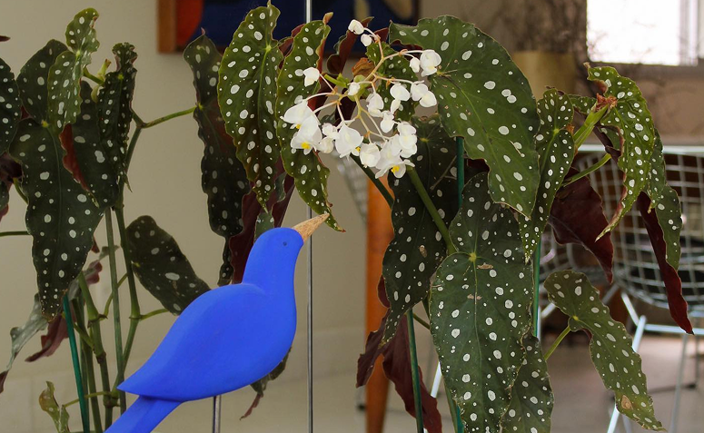 begônia maculata florida na decoração da casa.