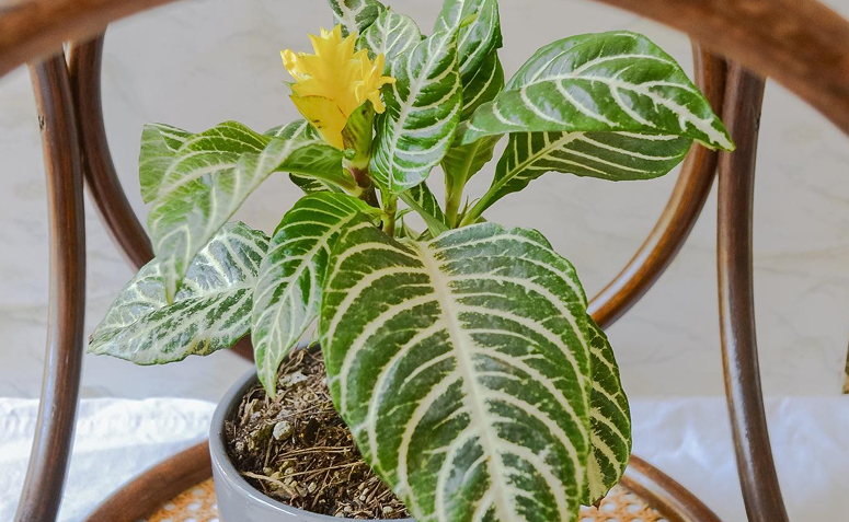 alfelandra ou planta-zebra em vaso na decoração interna.