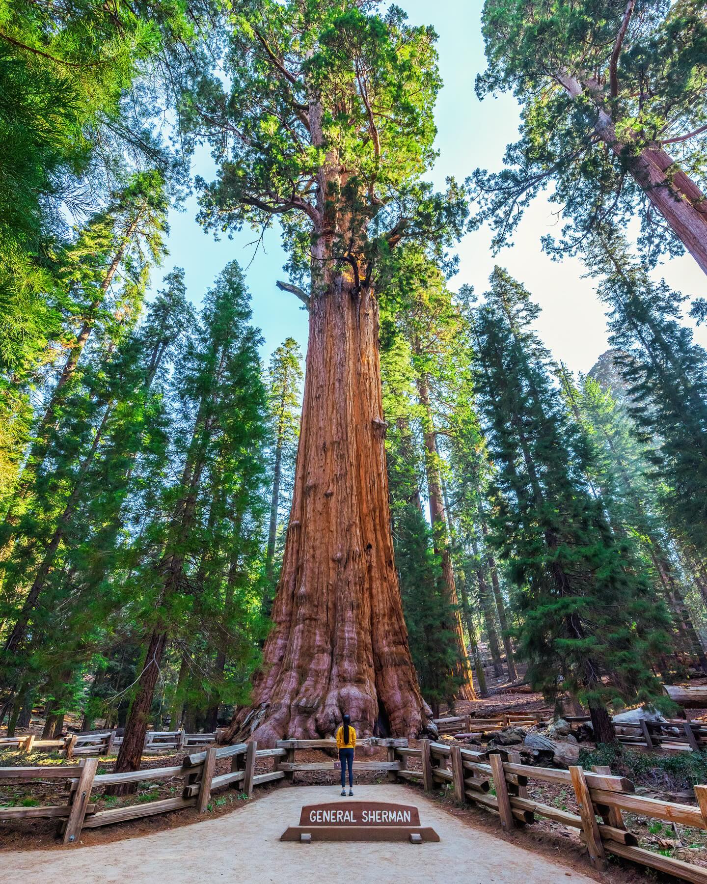 General Sherman, a maior árvore do mundo em volume, no Parque Nacional de Sequoia, Califórnia.