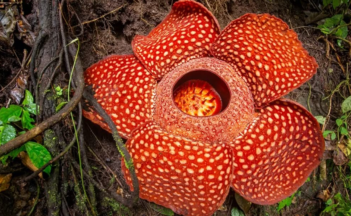 Parecem de outro planeta: 10 plantas estranhas que vão te surpreender