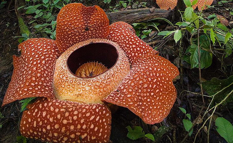 Raflésia a maior flor do mundo em seu habitat natural