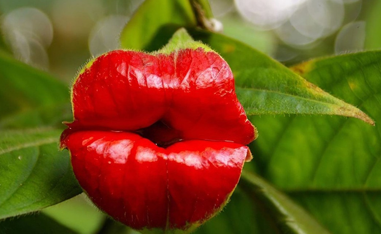 Palicourea elata, planta tropical conhecida como flor-do-beijo, com aparência de lábios vermelhos.