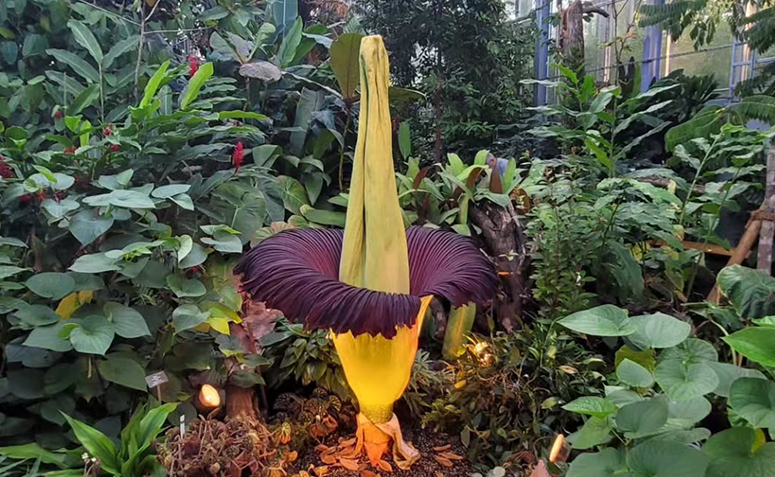 flor-cadáver, a flor mais fedida do planeta em jardim botânico.