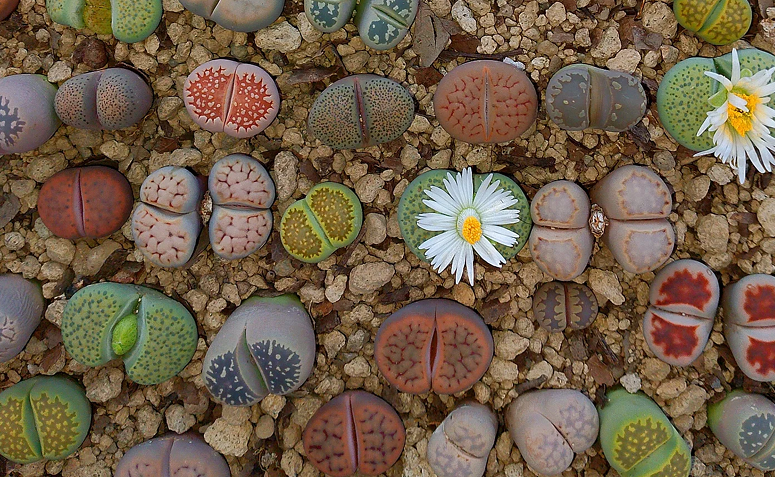 variedades de lithops, a planta estranha que parece pedra