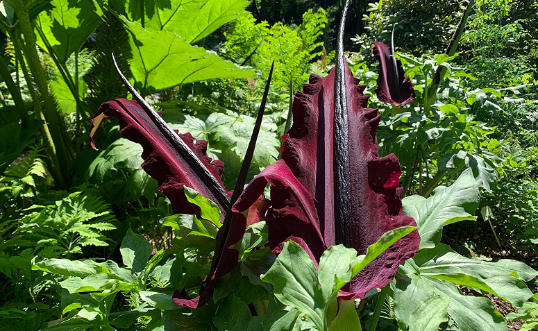 O <em>Dracunculus vulgaris</em>, conhecido como lírio-dragão, com seu visual escuro e dramático