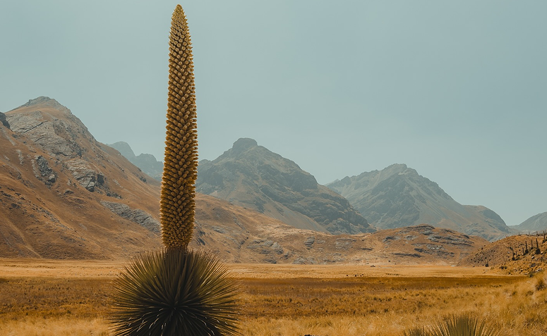 Puya raimondii, a maior bromélia do mundo que só floresce uma vez na vida.