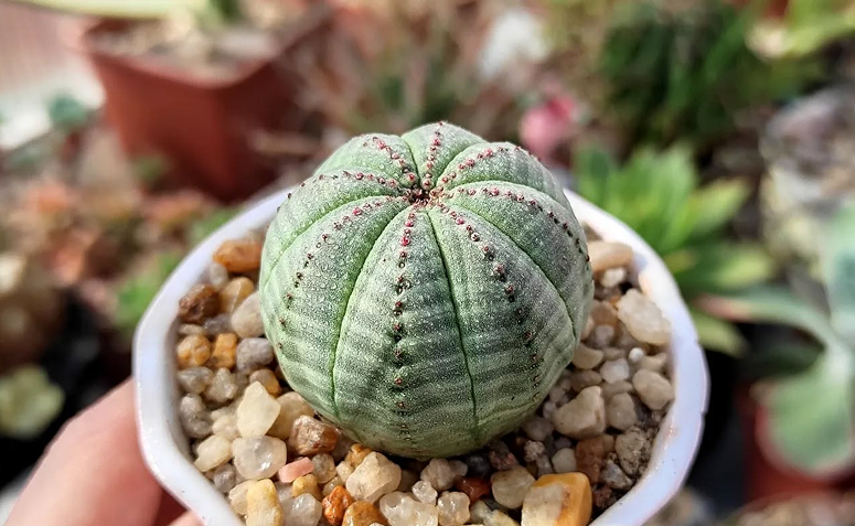 Euphorbia obesa também conhecida como planta-beisebol pelo seu formato de bola