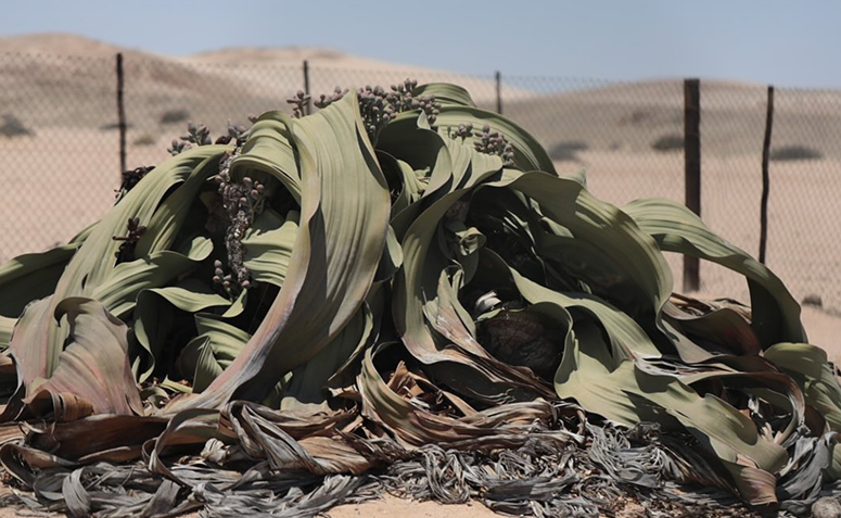 Welwitschia mirabilis, a planta fóssil que vive mais de mil anos
