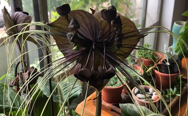 Tacca chantrieri, conhecida como flor-morcego, planta exótica com aparência sombria.