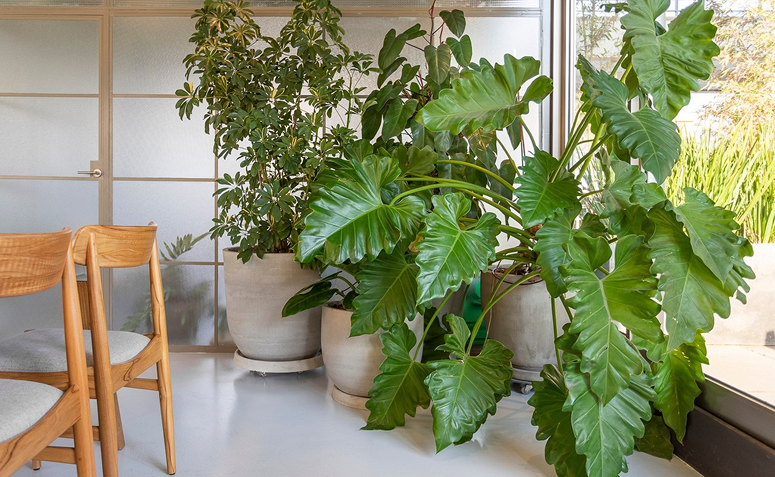 Filodendro-ondulato com folhagem volumosa em vaso grande