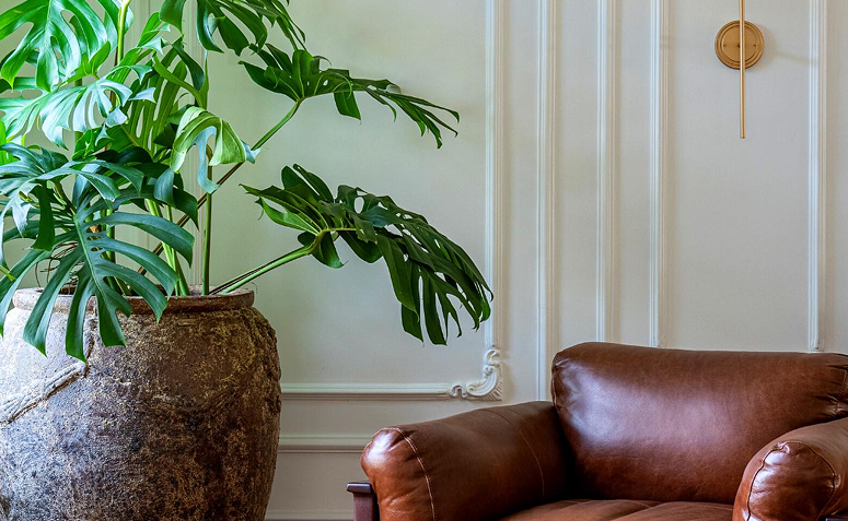 vaso com costela-de-adão grande ao lado de poltrona de couro marrom.
