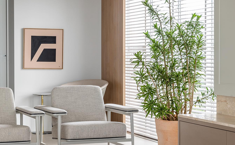 Vaso com pleomele grande na decoração da sala