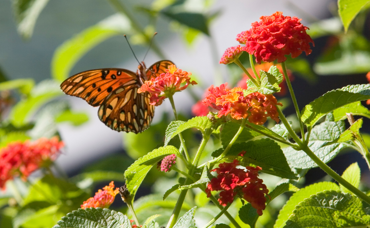 Jardim cheio de vida: 10 plantas que atraem beija-flores e borboletas
