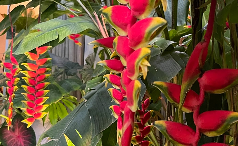 Foto de plantas que atraem beija flores e borboletas 01 - 4