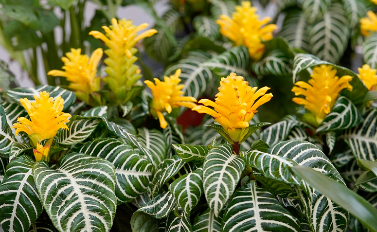 Foto de plantas que atraem beija flores e borboletas 010 - 12