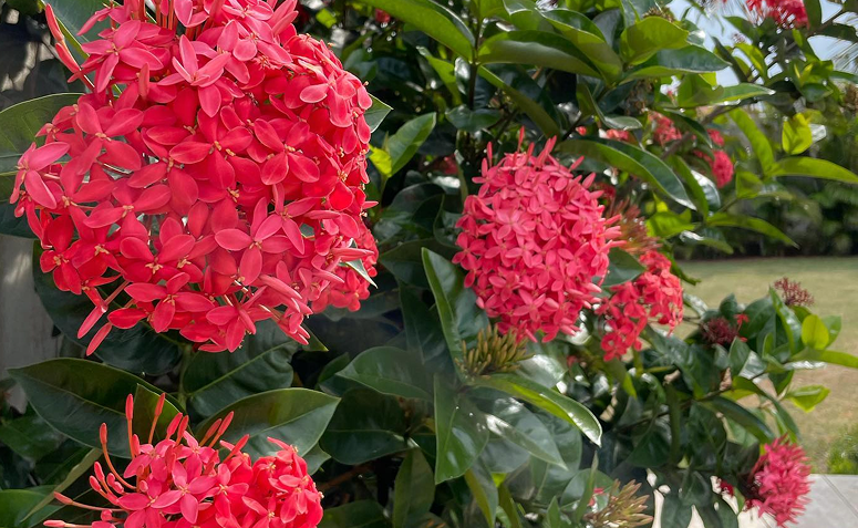 Foto de plantas que atraem beija flores e borboletas 02 - 8