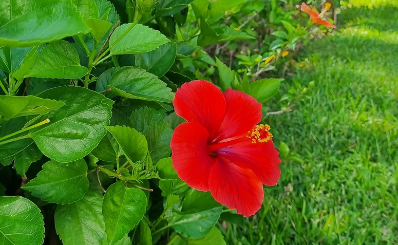 Foto de plantas que atraem beija flores e borboletas 03 - 1