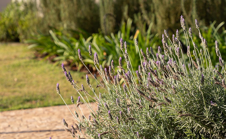 Foto de plantas que atraem beija flores e borboletas 04 - 13