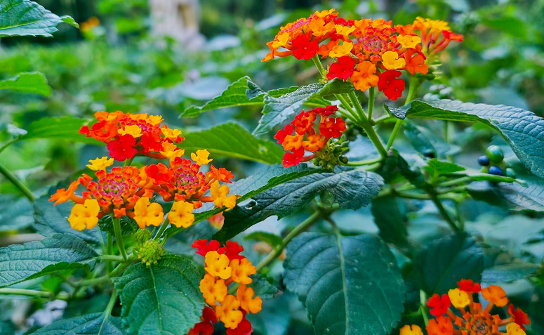 Foto de plantas que atraem beija flores e borboletas 05 - 2