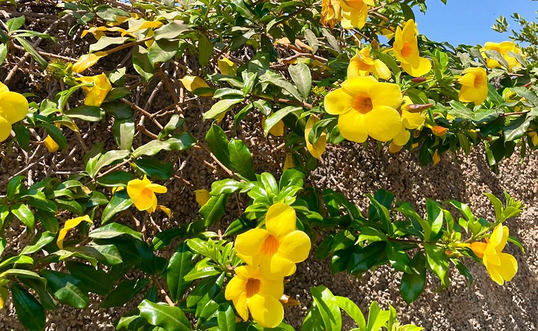 Foto de plantas que atraem beija flores e borboletas 07 - 9