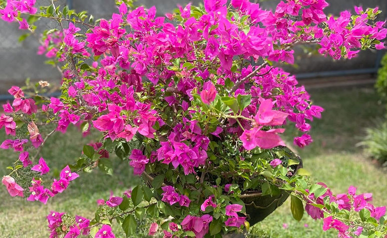 Foto de plantas que atraem beija flores e borboletas 08 - 11