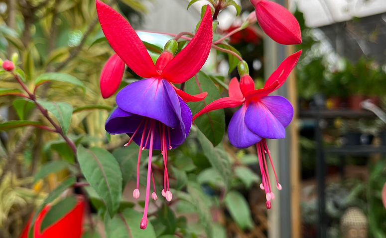 Foto de plantas que atraem beija flores e borboletas 09 - 10