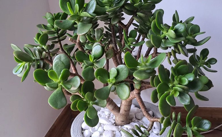 Foto de plantas que precisam de pouca agua 06 - 9