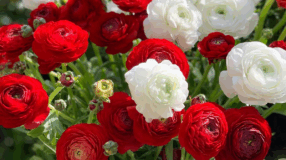 Foto de ranunculos 00 - 3