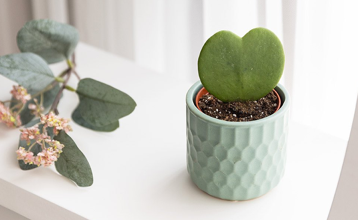 Hoya kerrii: a suculenta coração que é puro amor